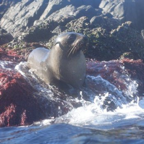 Openwater Diver With Seals (mid-Week)